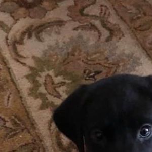 Meet your Posher, Fawn